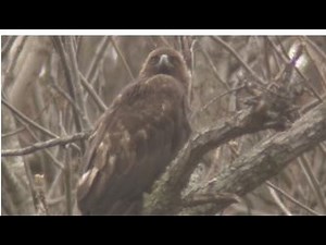 さわやか自然百景「初夏 北上高地」