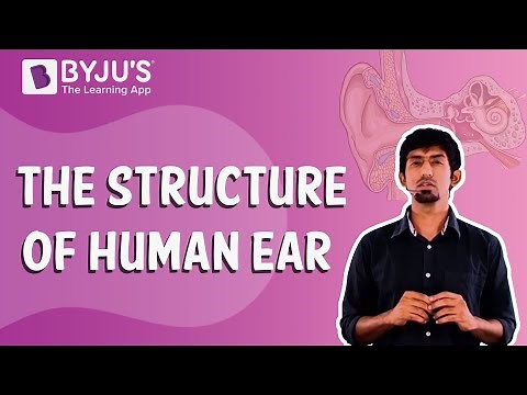 Sound : The Structure of Human Ear