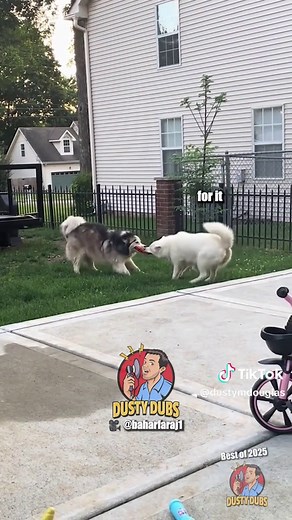 Dusty Dubs: Best Animal Voiceovers Compilation 2025