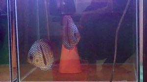 37 reactions | Wild Discus World on Reels | Facebook