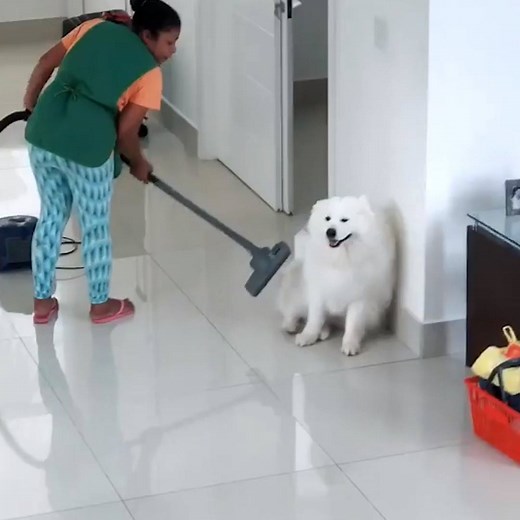 1.4M views · 20K reactions | Time for some spring cleaning! | The Pet Collective | Facebook