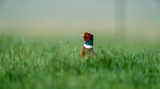 Find out what hunters can expect during pheasant season this fall in this week's NDO Webcast with upland game biologist RJ Gross. | North Dakota Game and Fish Department
