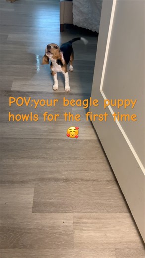Beagle puppy howling #dogshorts #puppy #howling #pets #cuteanimals #dogs #petlovers