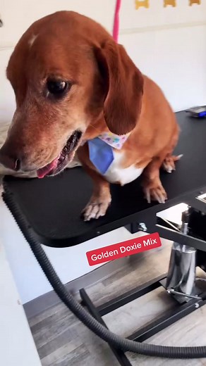 Golden Doxie Mix - Unique Crossbreed of Golden Retriever and Dachshund