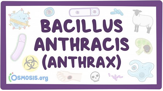 Bacillus anthracis (Anthrax): Video, Causes, & Meaning | Osmosis