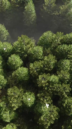 Create this under 50 sec in D5 render | tutorial | #render #d5render