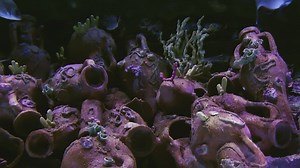 Dark tank with silver fish swimming - Free Stock Video