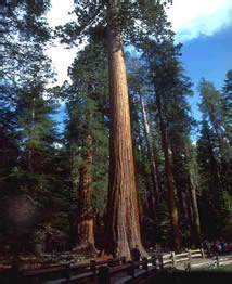 Árvores. Principais características das árvores - Brasil Escola