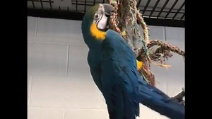 Parrots are excellent climbers! Just watch how Gracie uses her beak and feet to grasp and pull herself up. Climbing like this takes less energy than flying, and it’s also a much more practical way to move through the treetop canopies these birds inhabit in the wild. | NEW Zoo & Adventure Park