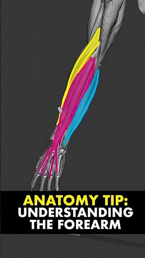 Anatomy Tip: Understand the anatomy of the forearm with this simple method