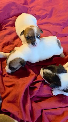 11K views · 751 reactions | Time is flying by fast. Soon I'll be trying to keep up with them all playing outside. This is Faiths crew. | Jack Russell's of Texas | Facebook