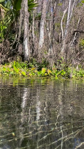 5.3M views · 10K reactions | Watch your tail Mr. Alligator  #snappingturtle | Boondock Springs Eco-Tours | Facebook