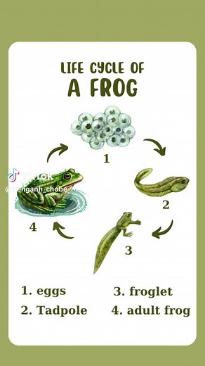 Exploring the Fascinating Frog Life Cycle