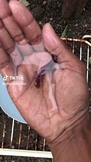 Como reproducir una pareja de bettas koi #bettas #koi #reproduccion