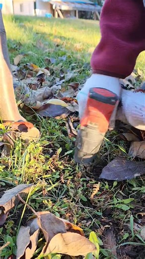 This is a neat trick if you have an old drill bit. An auger style bit works best but this is all I had and it worked great! In this video I'm planting some at the base of our fruit trees. Looking foward to seeing that next spring 🌱🌷 | Northern Blossom Flower Farm