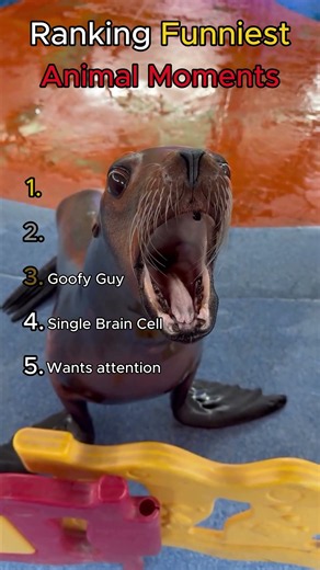 Funniest Animal Moments Ever 🤣🤣