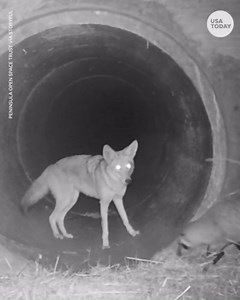 BFF? Adorable video captures playful coyote, badger traveling together