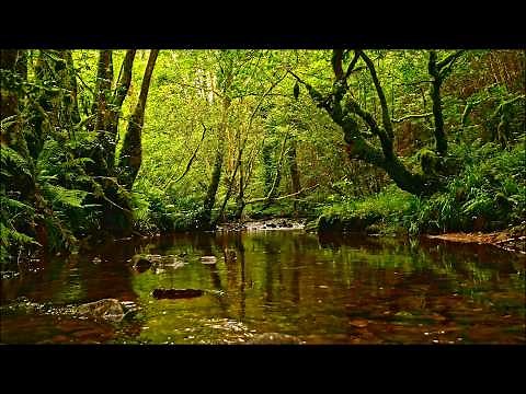 8 HOURS OF FOREST RIVER SOUNDS WITH BIRDS SINGING — NATURE SOUNDS FOR STRESS RELIEF & RELAXATION