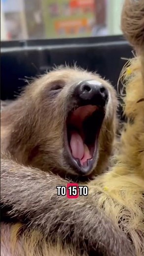 5 amazing sloth facts! #slothfacts #exoticanimals #animalplanet #nationalgeographic #educational
