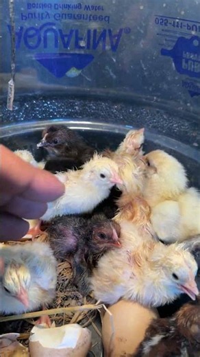100% success - Easiest idea to hatch chicks at home