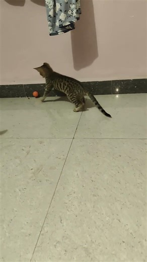 The cat is a small, playful, and intelligent pet animal loved all over the world.