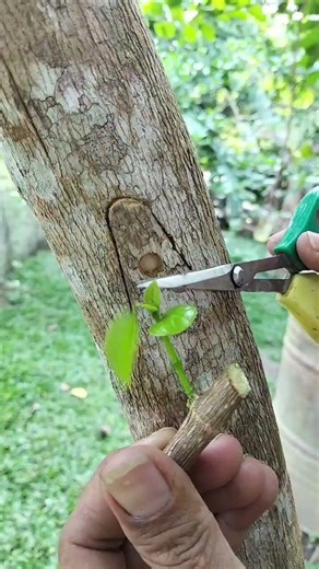 Bud grafting technique#sorts#grafting#plants