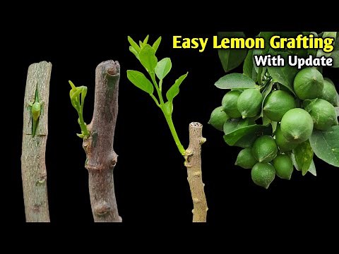 Easy Lemon Grafting Technique | Bud Grafting Citrus tree | How to Graft a Lemon Tree
