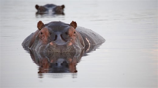 Hippos: Africa's River Giants - Preview | WHYY