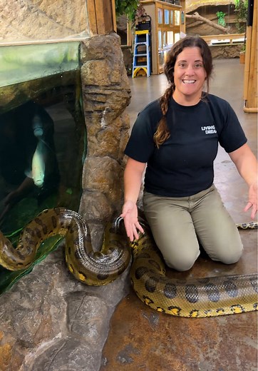 Carrying around green anacondas today and yeah… you really feel the power with these guys 🐍green anacondas are among the heaviest snakes in the world, built more for strength than speed. They’re semi aquatic, which means in the wild they spend a lot of time in water where their massive bodies are easier to move and much harder to detect. Isn’t that cool or what? These snakes are constrictors, so instead of venom, they rely on pure muscle to subdue prey. Once they wrap around something, they use