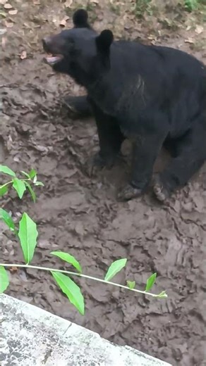 #Surat comedy Bagh bhalu