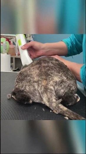 MATTED CAT GROOMING!