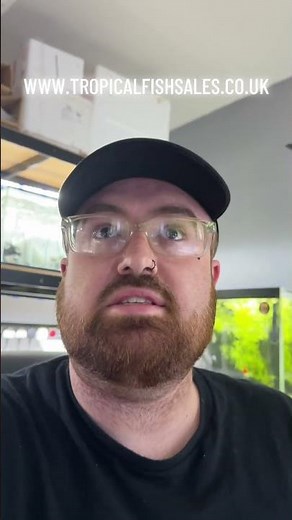 🚨 L236RB & L236 Super White Plecos BACK IN STOCK! 🐠💎 Hurry Before They’re Gone!