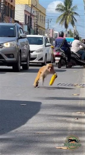 Monkey runs through traffic with corn and climbs pole