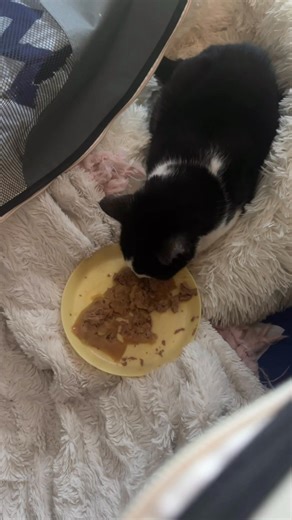 2.2K views · 262 reactions | Omg Omg Mr Big is finally starting to eat on his own small steps but I will take it !!! | My Little Kittie | Facebook