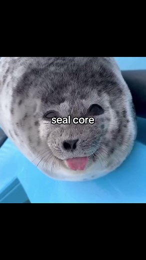 Kawaii Seal Plush Unboxing Tutorial | Dollia Collection