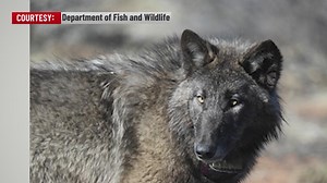 California Department of Fish and Wildlife released a new map that tracks the movement of collared gray wolves.