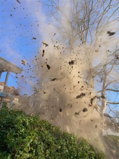 “Did he survive that? Tree explodes.....”