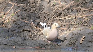 A dove comes to the mud hole for a drink. | Wildlife throughhopeseyes.