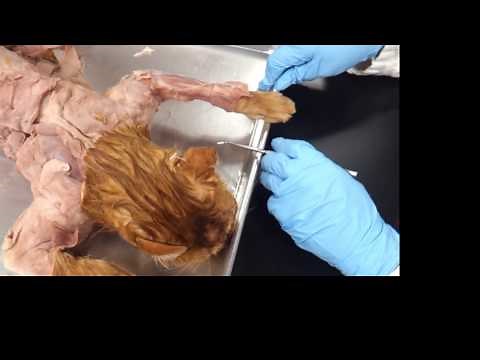 Cat Dissection: Superficial Dorsal Forearm Muscles