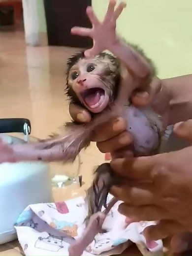 So Pity!! Newborn Monkey Crving Seizure While Dad Clean It's Pity Body #monkey #fypシ゚viral #viral #babymonkey #funny