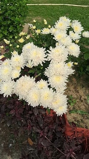 kya naam hai es flower ka #minivlogs #funny# viralshorts trendingshorts #vlogger