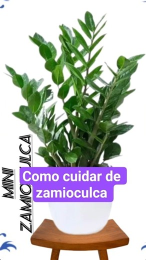 How to care for a ZZ plant