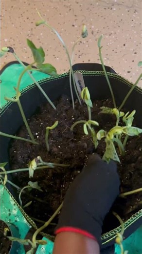 Transplanting Bean Seedling | #Shorts | Cool Places