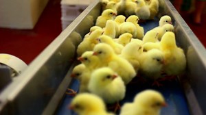 Automated Sorting Of Chickens On Conveyor Stock Footage SBV-304583458 - Storyblocks