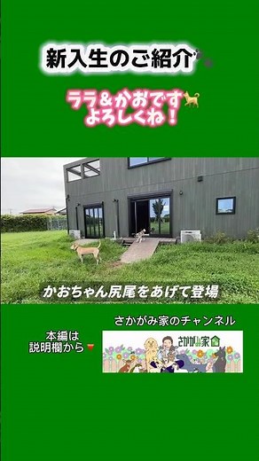新入生のご紹介🐾 #さかがみ家 #保護犬 #保護猫 #里親募集中 #坂上忍