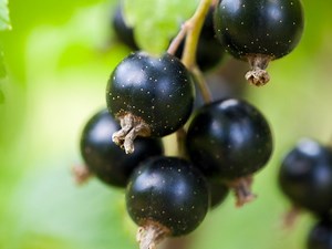 7 Health Benefits Of Blackcurrant - DoveMed