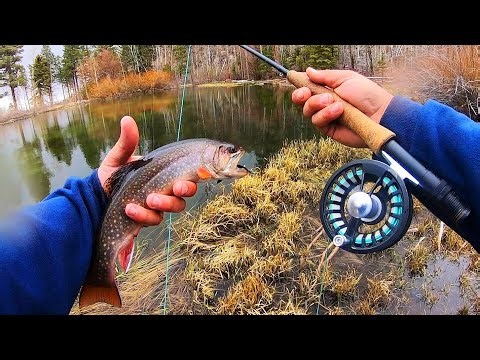 SPRING IS HERE!! Fishing Mountain Ponds for Brook Trout! (Catch & Cook)