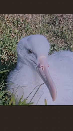 🎥 The Northern Royal Albatross chick is ready for her close-up! At more than two months old, this curious nestling has been exploring the world around her nest site. Watch her come face to face with the cam on a sunny morning in New Zealand. She preens, nibbles, and shares a few charming sounds during this adorable encounter! Check in LIVE at https://AllAboutBirds.org/Albatross | Bird Cams