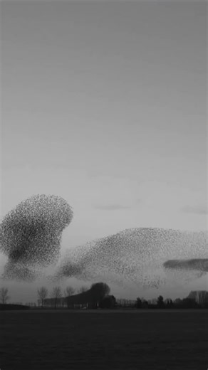 14K views · 111 reactions | Flylight captures the intelligence of a flock, how hundreds of birds move as one, sensing and protecting each other. We translated this natural choreography into light: a living system that reacts to presence, flying toward you instead of away. It’s a reminder of how beauty emerges when individual freedom and collective harmony coexist. #Flylight #StudioDRIFT #DRIFT #KineticArt | DRIFT | Facebook