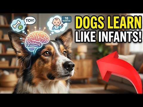 Science Just Proved Your Dog Understands You Like an 18-Month-Old Baby